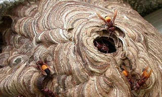 Phát cỏ mướn, bị ong vò vẽ đốt tử vong