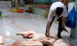 Cà Mau tiêu huỷ thịt lợn không rõ nguồn gốc