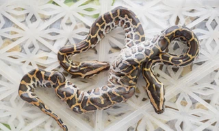 Xôn xao trăn con 2 đầu ở Cà Mau, nhiều người chào mua hàng chục triệu