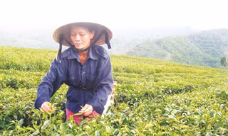 Rồi cũng vui vùng đồi đơn chiếc