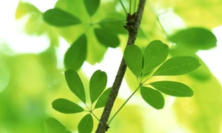 Gen điều khiển hoạt động các loài hoa