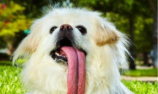 Những kỷ lục Guiness mới nhất qua ảnh - phần hai