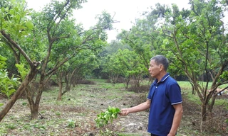 Đặc sản nổi tiếng đất Tổ hồi sinh sau bão số 3