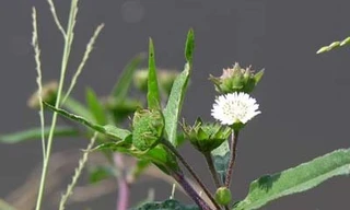 10 bài thuốc chữa bệnh từ cây nhọ nồi