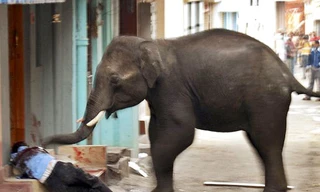 Voi 'điên' 'đại náo' Ấn Độ