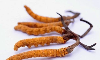 Các bác sĩ y học cổ truyền khẳng định, đông trùng hạ thảo quý nhưng không phải thần dược chữa bách bệnh. Ảnh minh hoạ: Internet