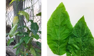 Hình ảnh cây và lá cây lộc mại (người nhà bệnh nhân cung cấp).