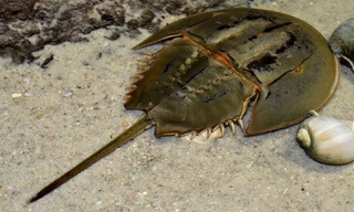 Con sam biển. Ảnh minh họa: Internet