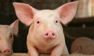 Ảnh minh hoạ: Internet