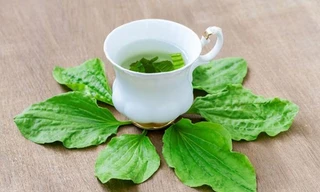 Mã đề không phải là loại cây thuốc dùng kéo dài. Loại cây này cũng được xếp vào loại cây dược liệu, khi dùng cần phải có định lượng, thời gian nhất định. Ảnh minh hoạ: Internet