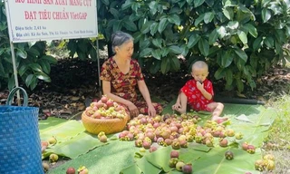 Thứ cây ở Bình Dương, dù trái xanh hay chín đều hot mạng xã hội, nhà nào hái bán đều trúng 