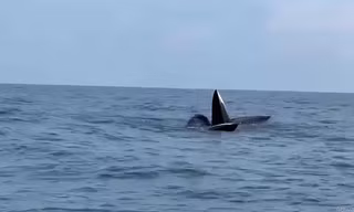 VIDEO: 3 con cá voi dài gần 20m ngoi lên mặt nước săn mồi ở Cô Tô