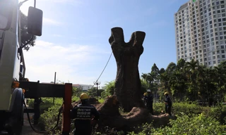 Cổ thụ trăm tuổi trong công viên Gia Định bị đốn hạ