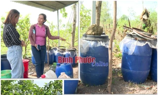 Lấy trái mít, ổi, chuối ủ làm 'thức ăn' cho cây, nông dân Bình Phước chăm nhàn tênh lại tăng lợi nhuận