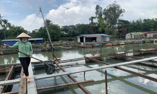 Đồng Nai đang tồn đọng 1.000 tấn cá nước ngọt, nông dân thấp thỏm lo 'đánh rơi tiền' 