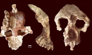 Phát hiện hài cốt 8,7 triệu tuổi làm đảo lộn lịch sử loài người