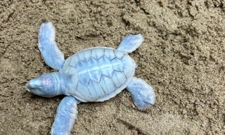 Rùa biển bạch tạng 'hiếm có' vừa chào đời tại Côn Đảo