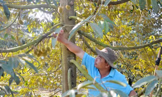 Trồng 'cây tiền tỷ', nay có 'hộ chiếu xuất ngoại', nông dân Bà Rịa-Vũng Tàu càng khỏe hơn