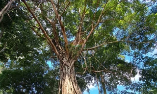 Vườn quốc gia nổi tiếng có 39 cây di sản ở Bình Phước hút du khách