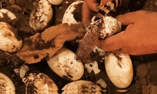 Ấp nở nhân tạo cá sấu xiêm quý hiếm ở TPHCM