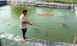 Đem loài cá đẹp như cá kiểng từ miền Tây lên Bình Phước nuôi trong ao, nhiều người kéo tới xem