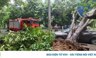 Cây cổ thụ bật gốc đè ô tô con sập nóc ở Hà Nội