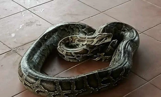 Clip bắt trăn 'khủng' nuốt con dê nặng 10kg của người dân