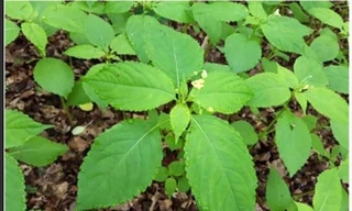 Bé 5 tuổi nguy kịch do dùng lá 'dân gian' chữa táo bón