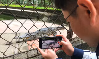 Nỗi lo cá sấu sổng chuồng ở công viên lớn nhất Nghệ An