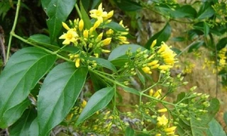 Cãi nhau với chồng, người phụ nữ ăn lá ngón tự tử