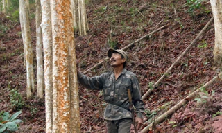 Lão nông biến rừng nghèo thành rừng 'vàng'
