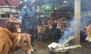 Muôn kiểu chống rét cho ‘đầu cơ nghiệp’