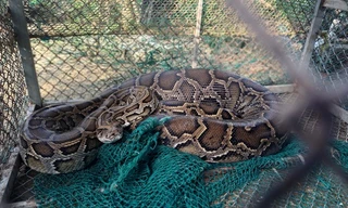 Trăn khủng nuốt chửng bê con 2 tháng tuổi của người dân