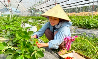 Trang trại dâu tây, cà chua thu hút giới trẻ Nghệ An đến check in