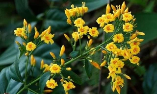 Công an điều tra vụ hai vợ chồng nguy kịch khi uống nước lá ngón