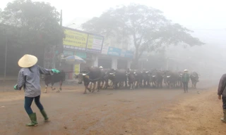 Những người phụ nữ ngày ngày căng mắt đếm trâu, kiếm 200.000/ngày 