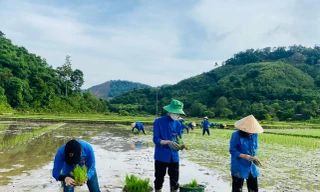 'Áo xanh' miền núi xứ Nghệ cấy lúa giúp gia đình thương binh, liệt sĩ