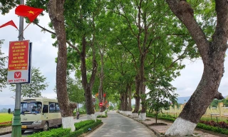 Ngắm hàng xà cừ cổ thụ hơn nửa thế kỷ tỏa bóng mát trên quê Bác