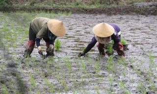 'Bán mặt cho đất bán lưng cho trời' kiếm nửa triệu mỗi ngày