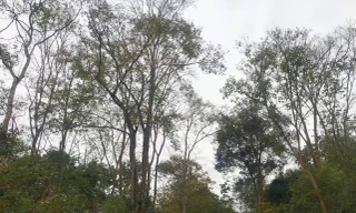 Dân bản đồng lòng tuần tra bảo vệ ‘báu vật’ giữa đại ngàn