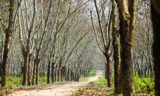 Đẹp hút hồn rừng cao su mùa thay lá ở Hà Tĩnh