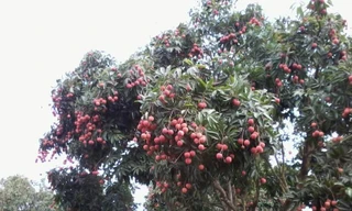 Người đàn ông tử vong khi trèo cây hái vải