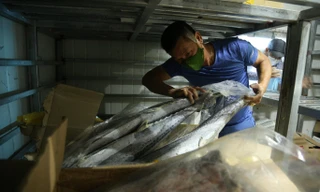 Hàng ngàn tấn hải sản nằm kho lạnh vì dịch, chủ hàng lo phá sản vì phải bù lỗ tiền điện
