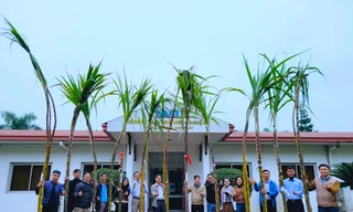 Độc đáo cuộc thi 'hoa hậu' mía 