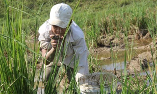 Bắt cua đồng mùa nắng nóng kiếm tiền triệu mỗi ngày