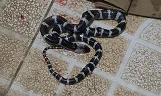 Rắn độc liên tục bò vào nhà dân ở Nghệ An: Đã có một nạn nhân tử vong