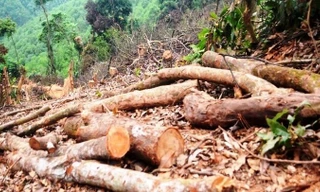 Truy tìm kẻ gian chặt phá 2.500m2 diện tích rừng của người dân