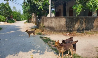 Đi chơi với mẹ, bé trai 3 tuổi bị chó lao ra cắn rách mặt