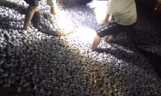 Hàng trăm người mang đèn pin đi vớt 'lộc trời' sau bão số 8