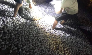 Hàng trăm người mang đèn pin đi vớt 'lộc trời' sau bão số 8